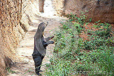 Sun Bear  Helarctos Malayanus  In Zoo