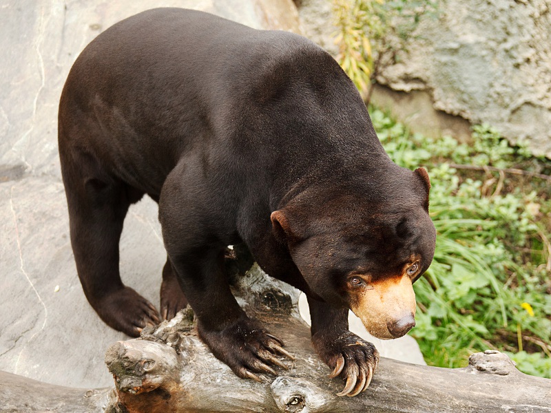 Sun Bear   Http   Www Wpclipart Com Animals B Bears Malayan Sun Bear    