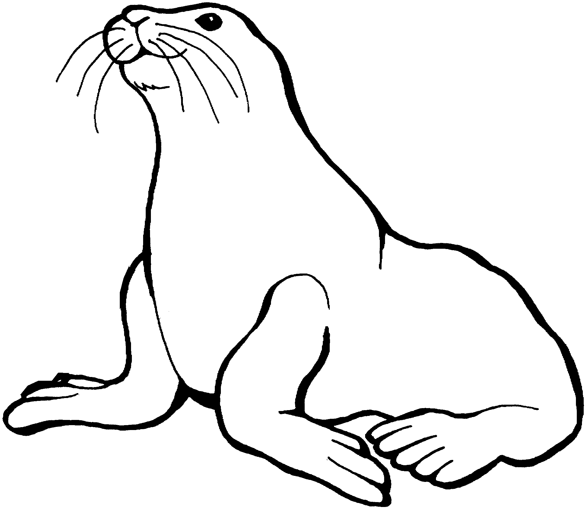 Cartoon Sea Lion   Clipart