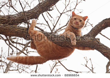 Cat In Distress   Orange Tabby Cat About To Fall Off Of A Tree  With A    