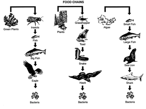 Grades 3 5 Food Chain Review Page Food Chain Reproducible Page Seen    