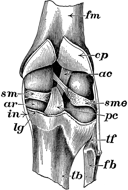 Knee Joint   Clipart Etc