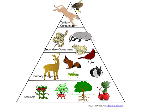 Pyramids Also Illustrate The Relative Numbers Of Species