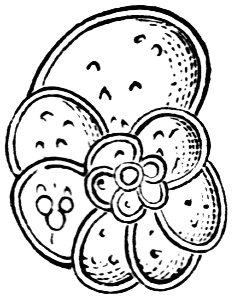 Rotalia Globulosa   Clipart Etc
