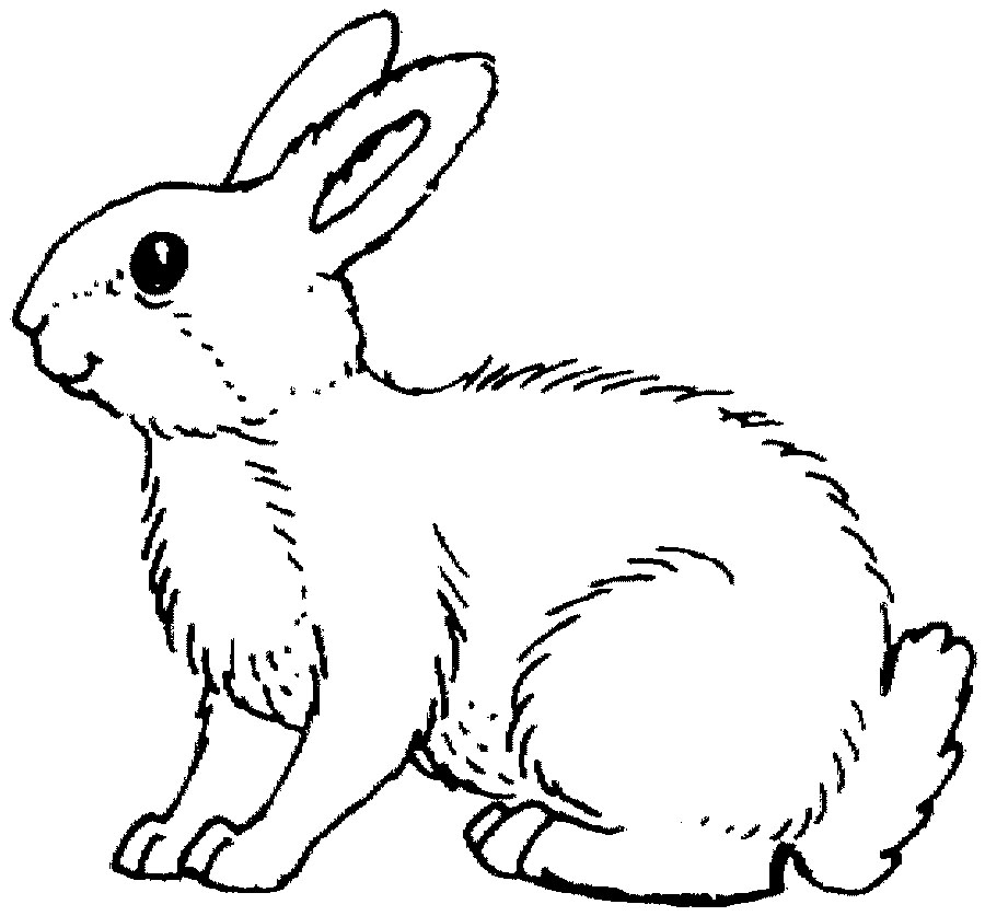 Snowshoe Rabbit Clipart   Cliparthut   Free Clipart