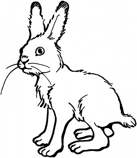 Snowshoe Rabbit Clipart   Cliparthut   Free Clipart