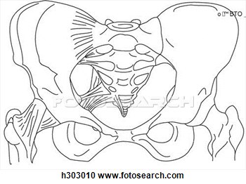 Bones   Ligaments Of Pelvis   Hip Joint  Fotosearch   Search Clipart