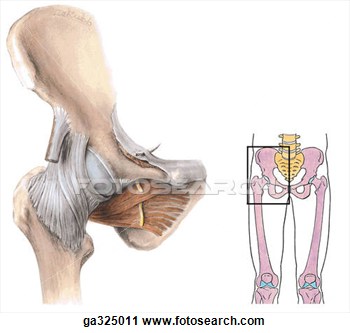 Clipart   Hip Joint  A  Anterior View  Insert Image Indicates