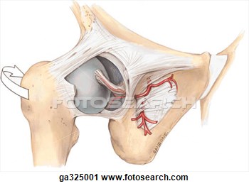 Clipart Of Blood Vessels Of Acetabular Fossa And Ligament Of Head Of