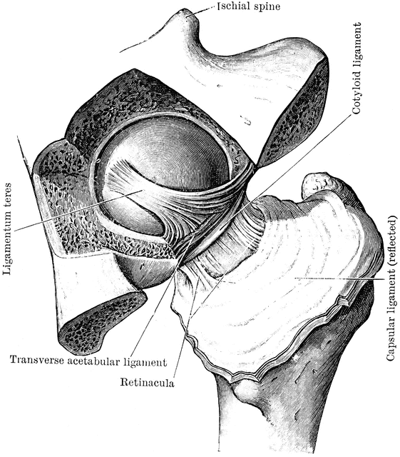 Dissection Of Hip Joint   Clipart Etc
