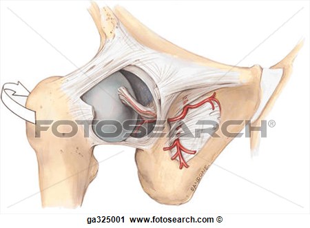Femur A Obturator Slagader Anterolateral Overzicht De Hip Joint Heeft