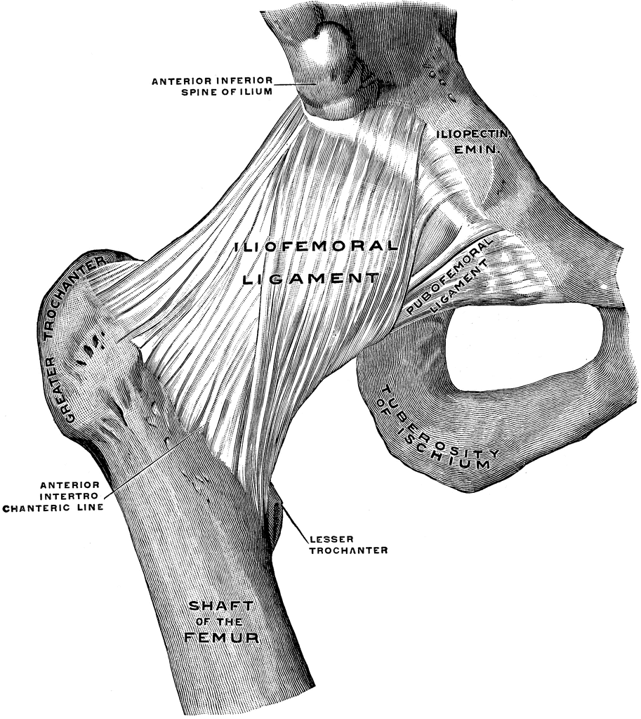 Front View Of Hip Joint   Clipart Etc
