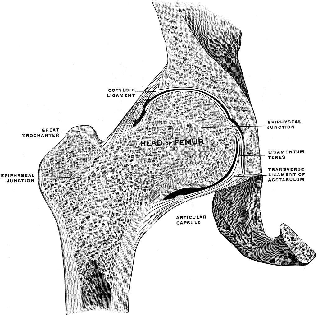 Frontal Section Of Hip Joint   Clipart Etc
