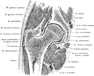 Frontal Section Through Hip Joint   Clipart Etc