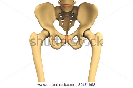 Hip Bone Clipart Hip Joint