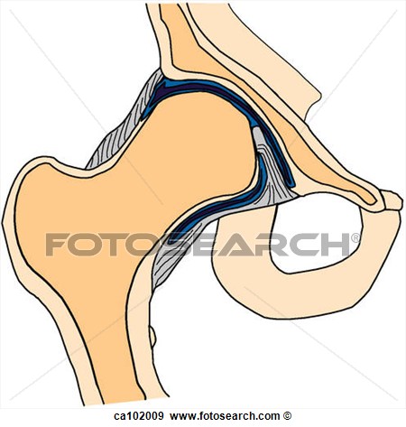 Hip Joint Cross Section  Fotosearch   Search Vector Clipart