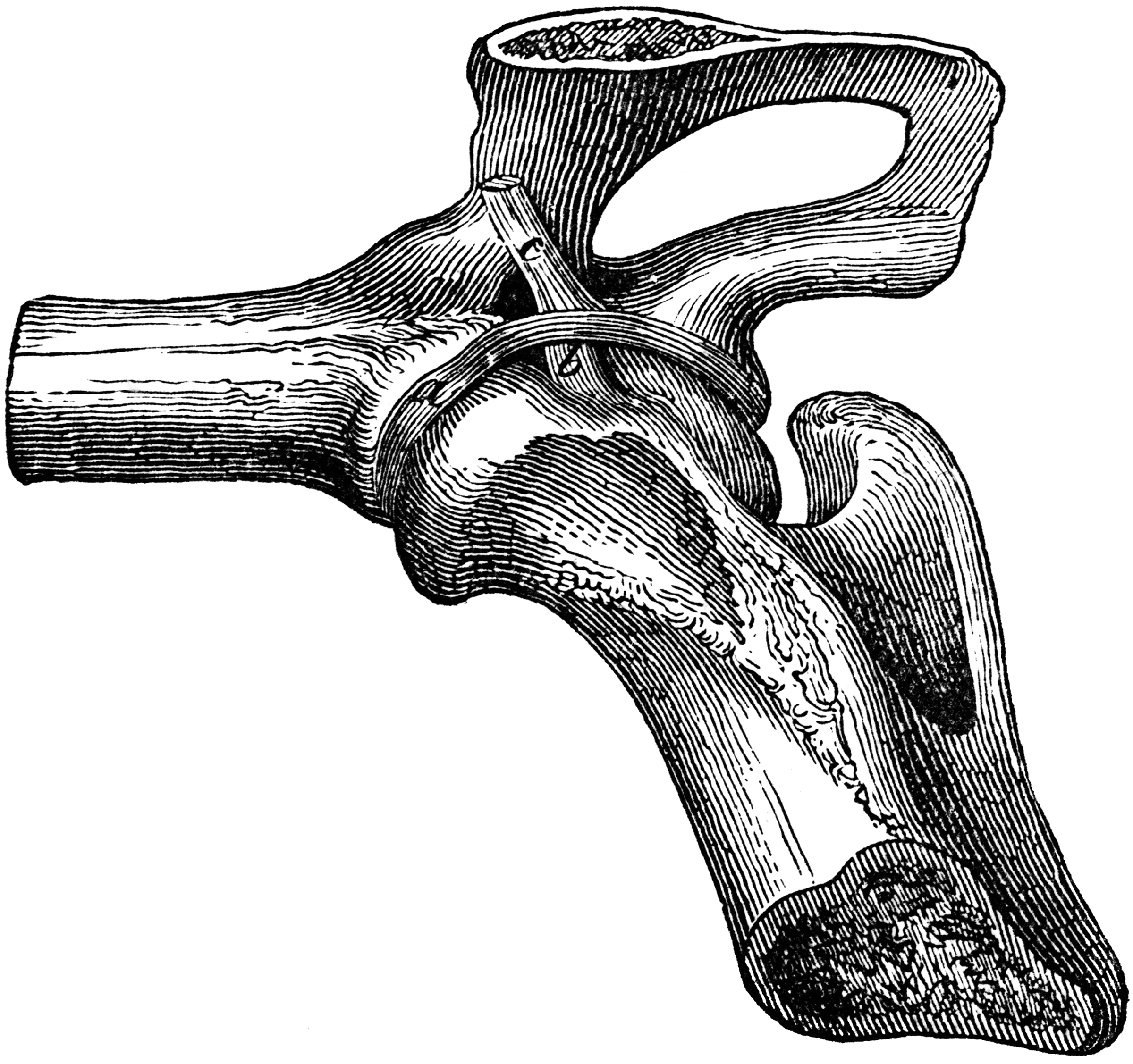Hip Joint Ligaments