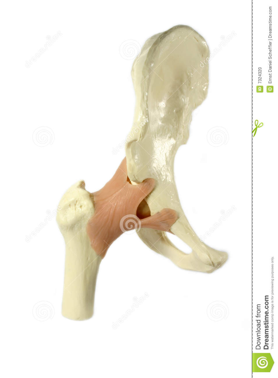 Model Of A Human Right Hip Joint Isolated On A White Background
