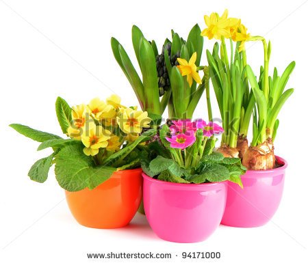 Spring Flower Pot Clipart Colorful Spring Flowers In