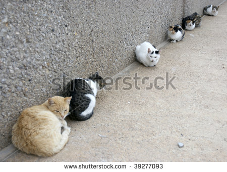 Stray Cat Clip Art Row Of Stray Cats   Stock