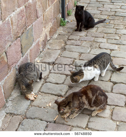 Stray Cat Clip Art Stray Cats Eating Scraps Of