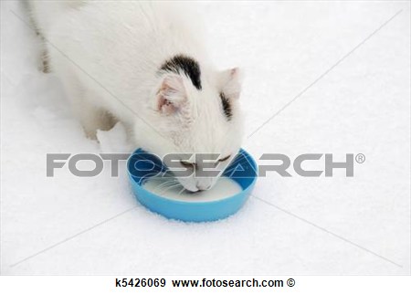 Stray Cat Clip Art White Stray Cat Is Standing In The Snow And Is