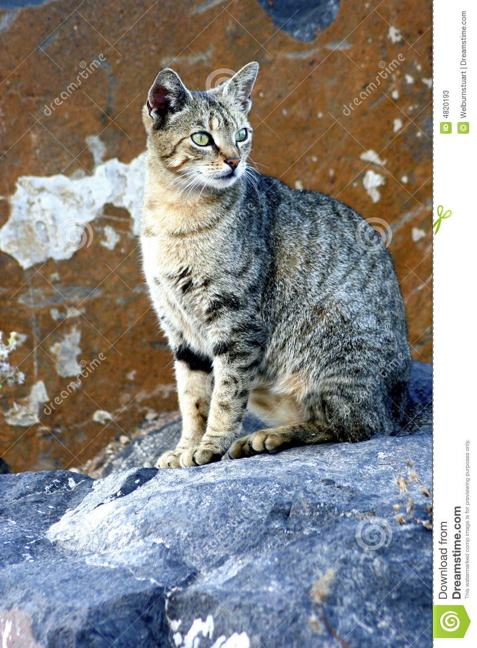 Stray Cat Stock Photos   Image  4820193