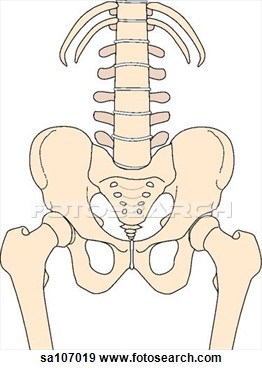 The Bones Of The Right Hip Joint   Fotosearch   Search Vector Clipart