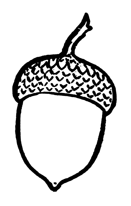 Acorn Clipart Thank You For Supporting Pdclipart Org This Webste Is