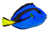 Blue Tang Fish Images And Stock Photos  247 Blue Tang Fish Photography
