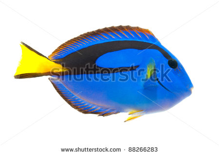 Blue Tang  Marine Coral Fish Isolated On White Background
