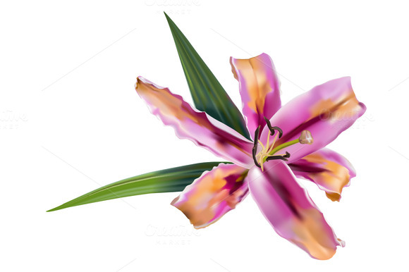 Creativemarket Pink Lily Flower 23005 Pink Lily Flower Isolated On    
