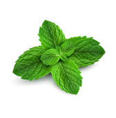 Fresh Mint Leaves On A White Background   Clipart Graphic