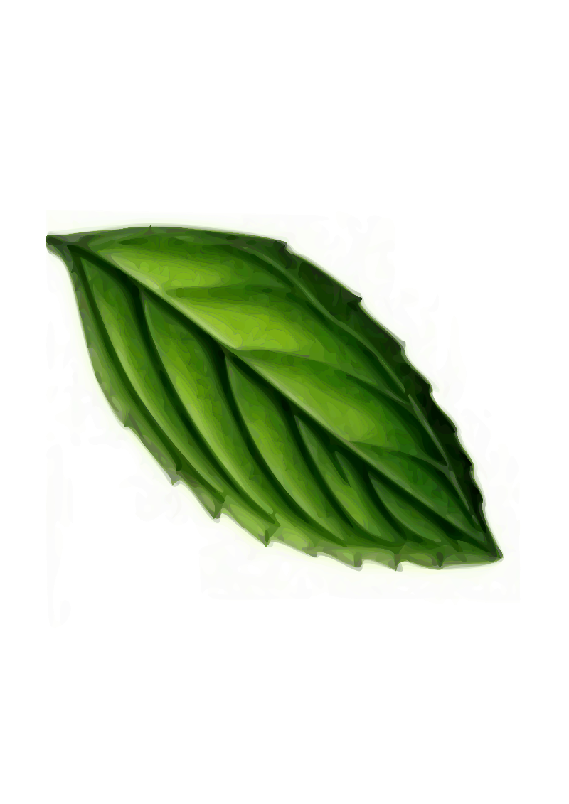 Leaf  Mint  Plant  Trace