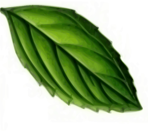 Mint Leaf Clip Art At Clker Com   Vector Clip Art Online Royalty Free