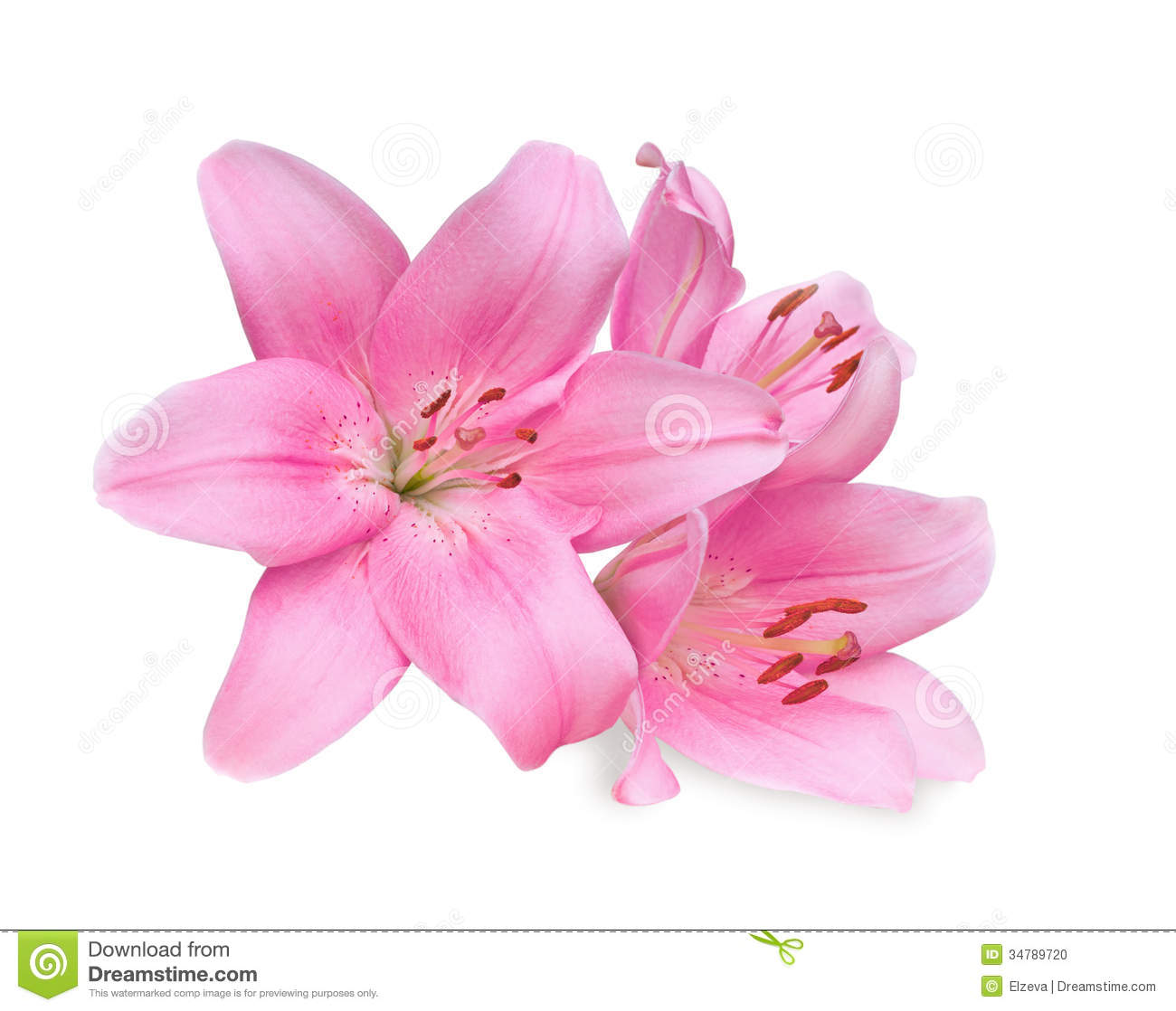 Pink Lilies On White Background Stock Photo   Image  34789720
