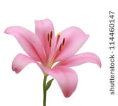 Pink Lily On A White Background  Vector Illustration  Gradient Meshes