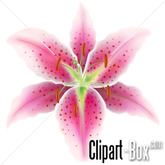 Related Pink Lily Flower Cliparts  