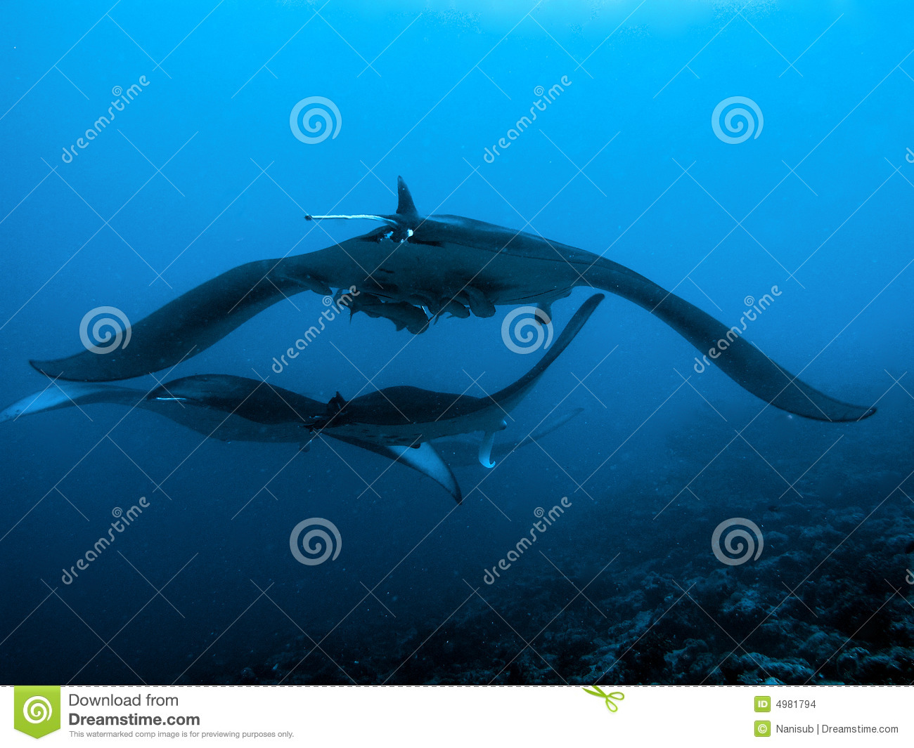 Devil Ray Stock Images   Image  4981794