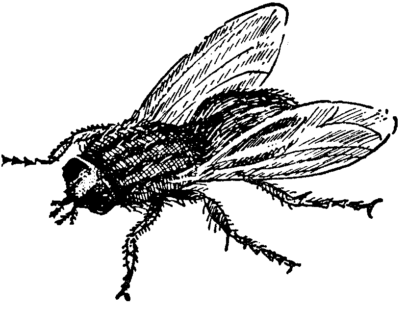 House Fly Clip Art Vector   Clipart Panda   Free Clipart Images