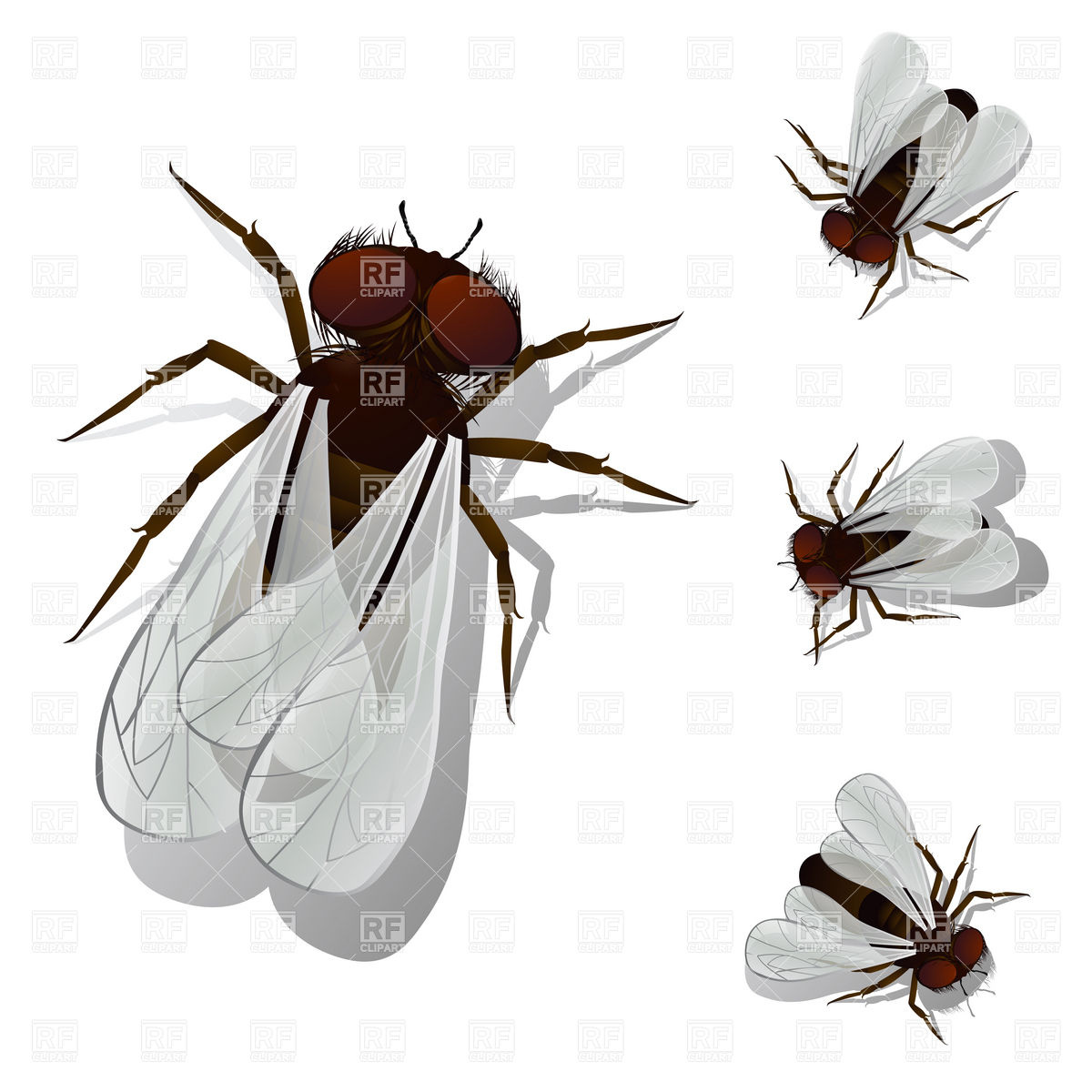 House Fly Download Royalty Free Vector Clipart  Eps 