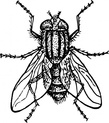 House Fly Free Vector In Open Office Drawing Svg    Svg   Format    