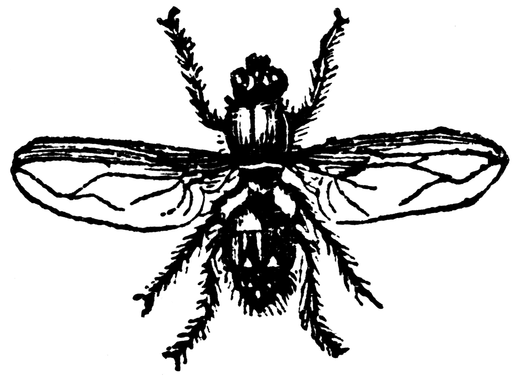 House Fly  Musca Domestica    Clipart Etc
