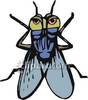 House Fly Pictures House Fly Clip Art House Fly Photos Images    