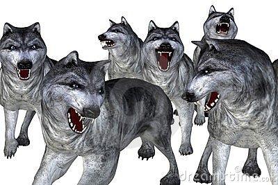 Illustration Depicting A Pack Of Grey Wolves Isolated On White