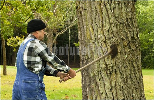 Men Chopping Tree Pictures