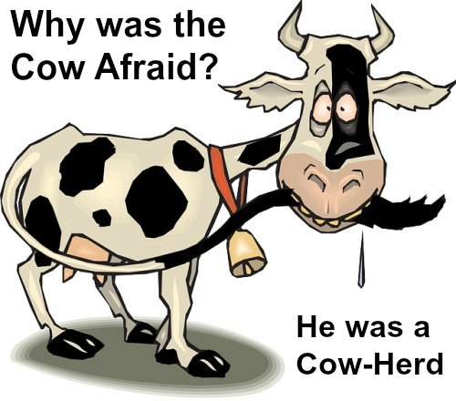 Funny Cow Jokes 6