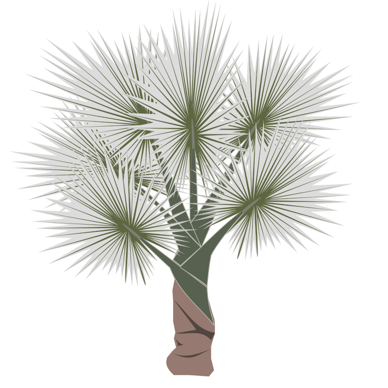 Palm 01 By Jpenrici   A Palm Tree