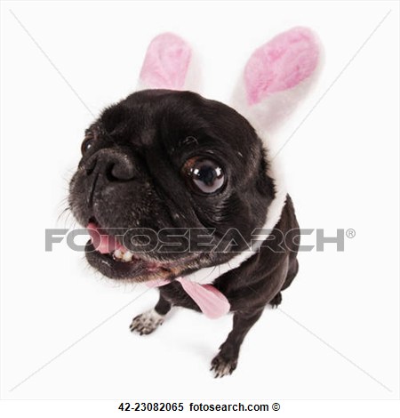 Black Pug Dressed With Bunny Ears And Bow Tie View Large Photo Image
