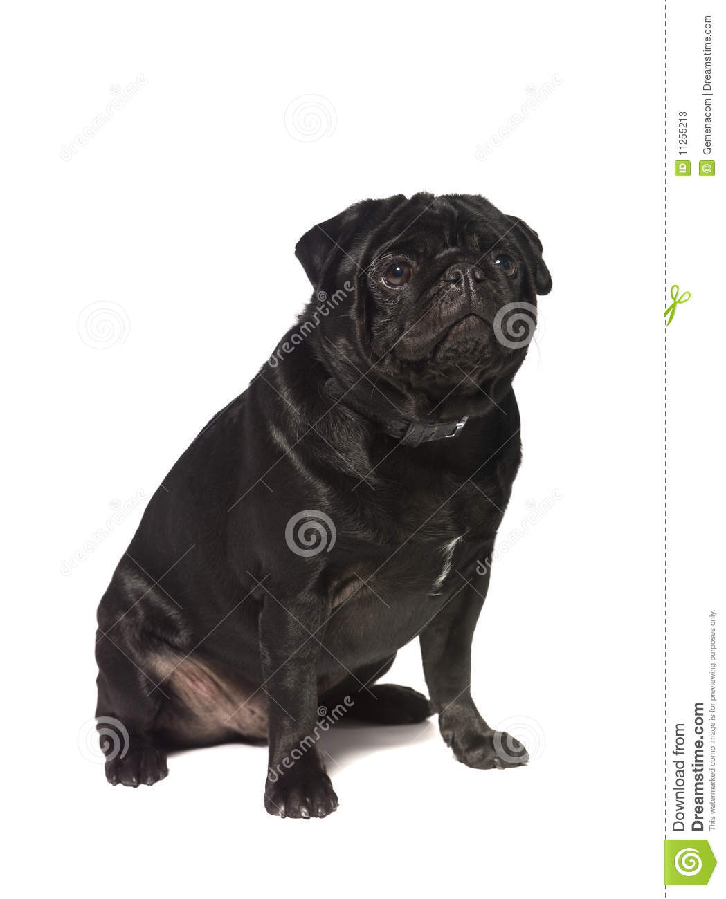Black Pug Isolated On A White Background